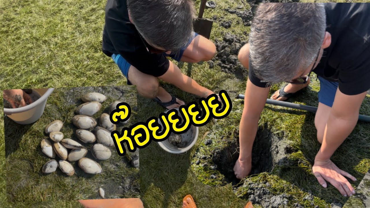 [ep.401] มีแฟนคนไทยก็ลำบากหน่อยนะ  :  ขุดหอยใหญ่ 