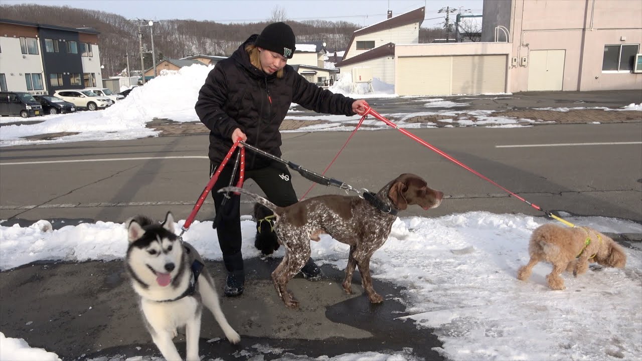 【ご報告】家族が増えました！犬の動物園です！