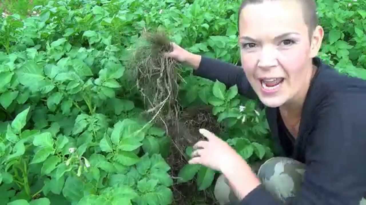 Potatis i täckodling