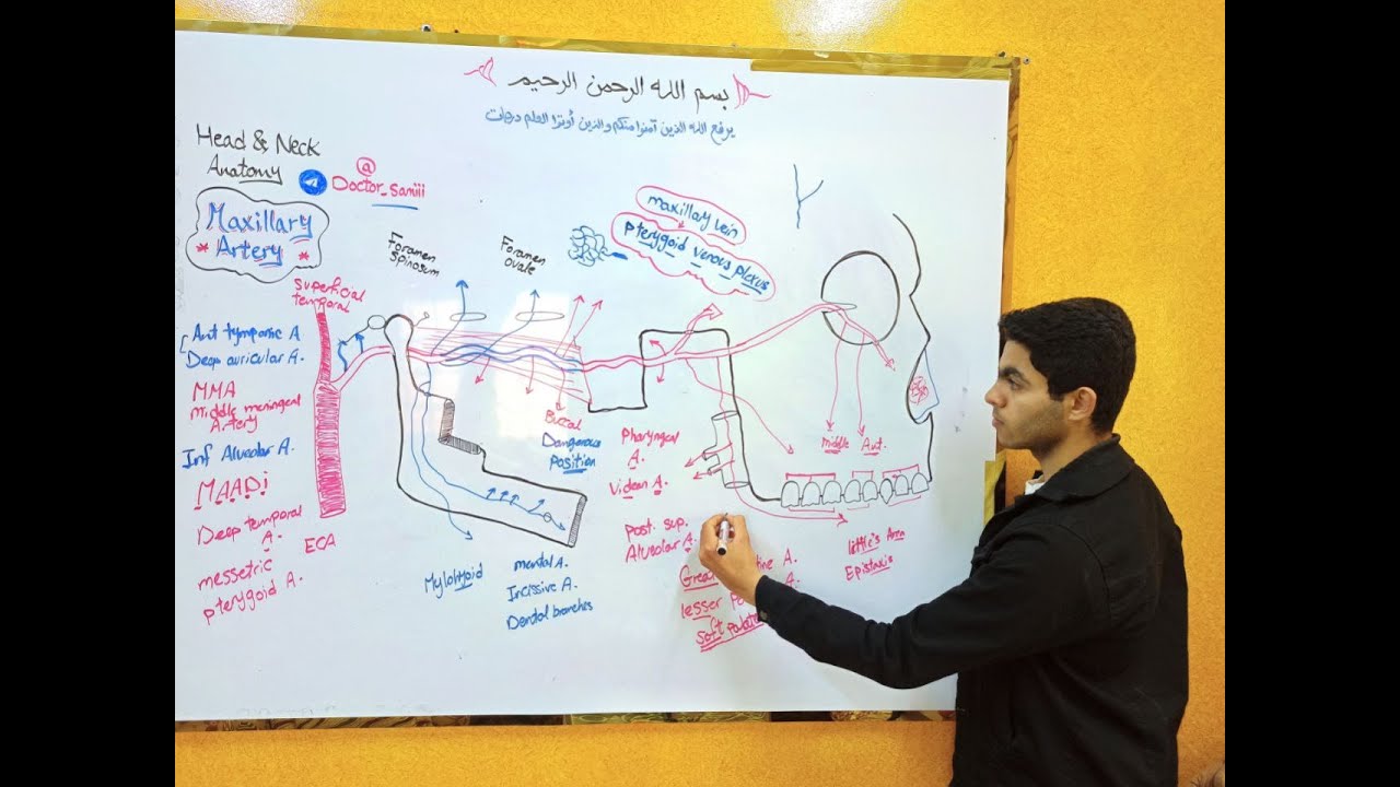 Maxillary artery