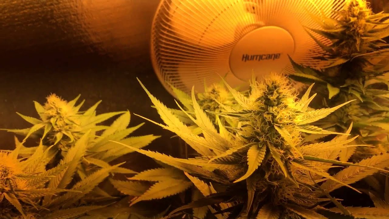 6000 watt Co2 grow dedicated to NugBuckets style Main-lining manifold technique Part 4 GDP Ken PJR