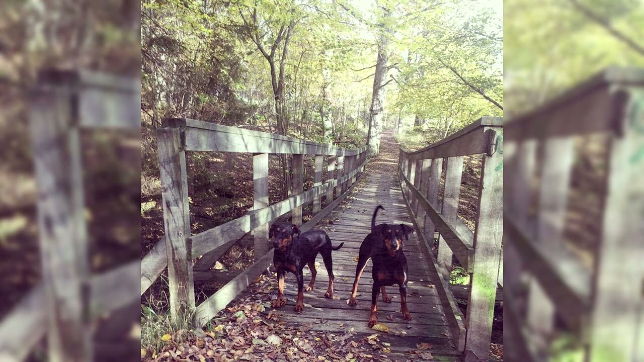 Pinscher allemand. Avantages et inconvénients, Prix, Comment choisir, Faits, Soins, Histoire
