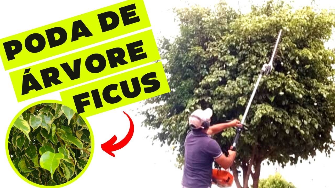 PODA DE ÁRVORE - Como Podar Árvore Ficus - Dia Dia do Jardineiro
