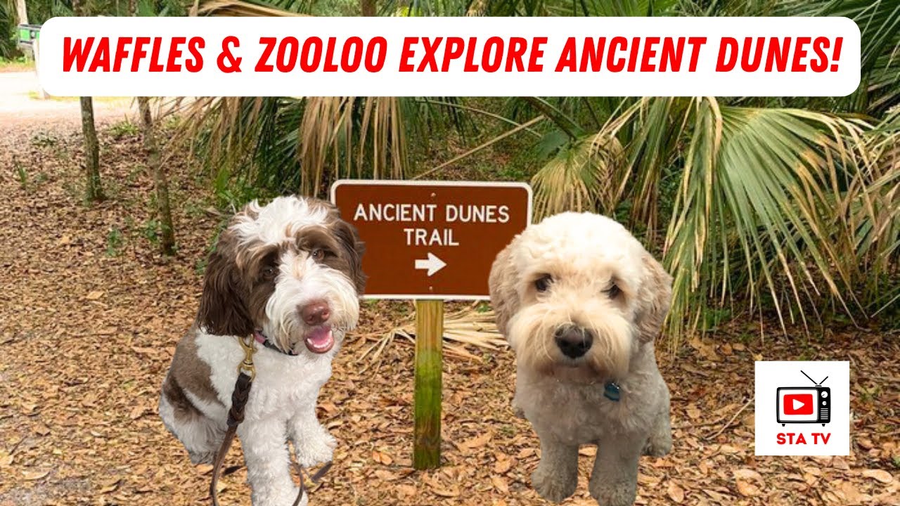 #Hike at Anastasia State Park | Ancient Dunes Trail with Waffles & Zooloo - #dog #dogwalk #nature