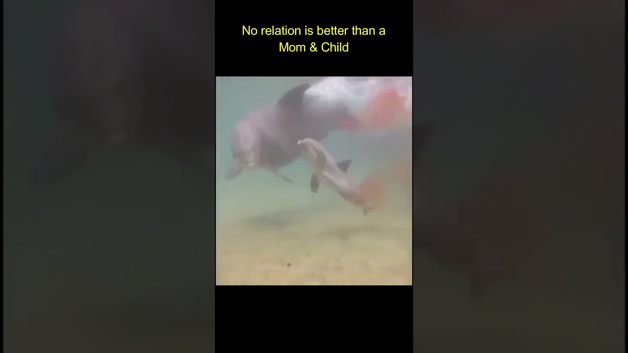 Dolphin giving birth | Mom's Love
