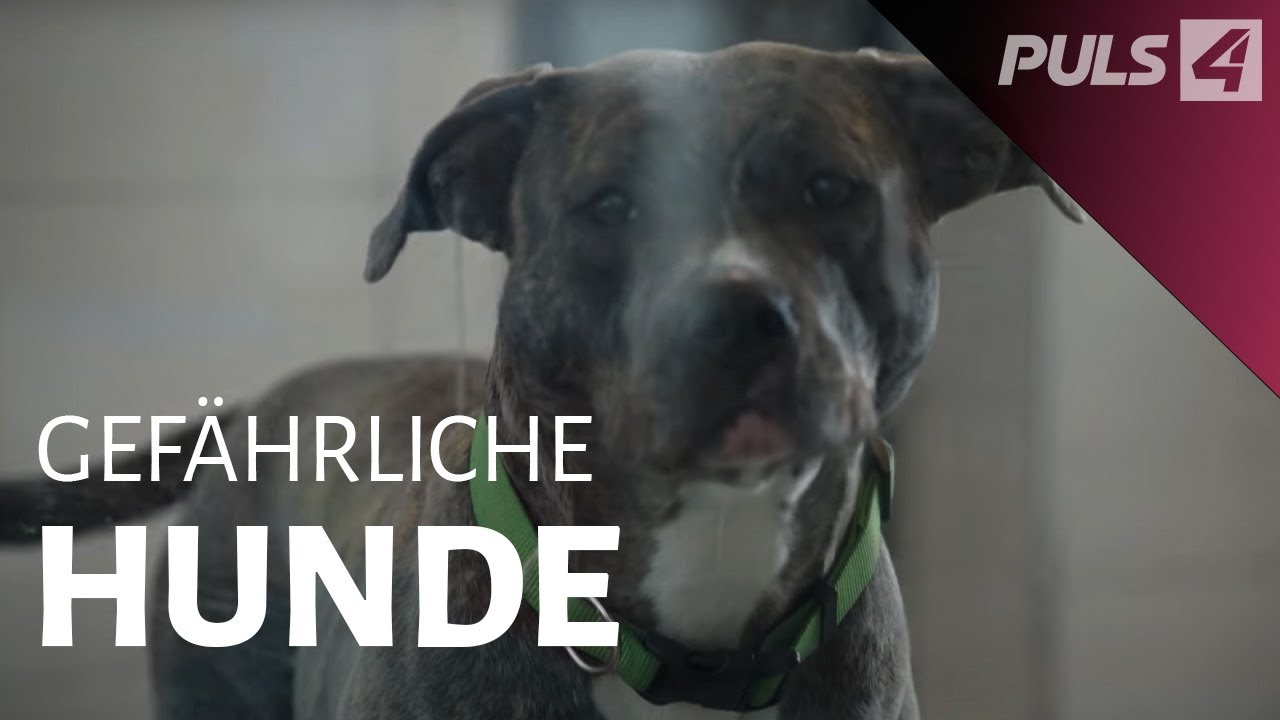 Zwischen Maulkorb und Freiheit – Wie viel Kontrolle brauchen Hunde? | PULS 4 Doku