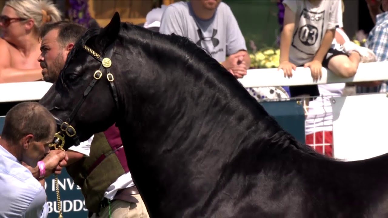 Cobiau Cymreig - Ebol 3 | Welsh Cobs - Colt 3yr old