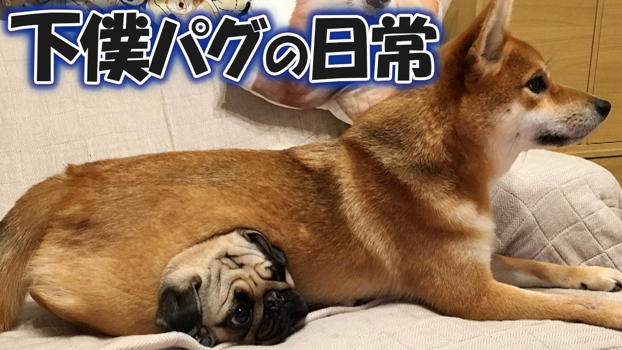 女王様柴犬と下僕パグとの愉快な日常
