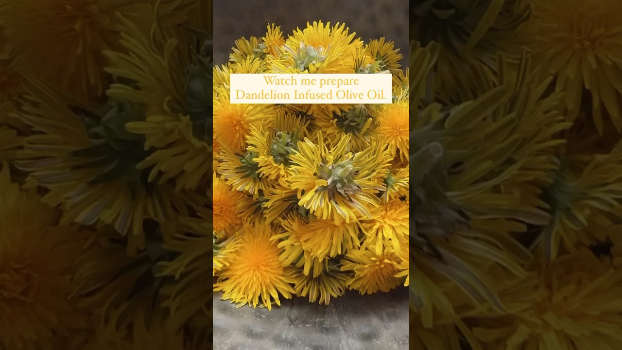 Dandelion Infused Olive Oil for Soap & Lotion Making! Quick & Easy Spring Craft! #dandelion #soap