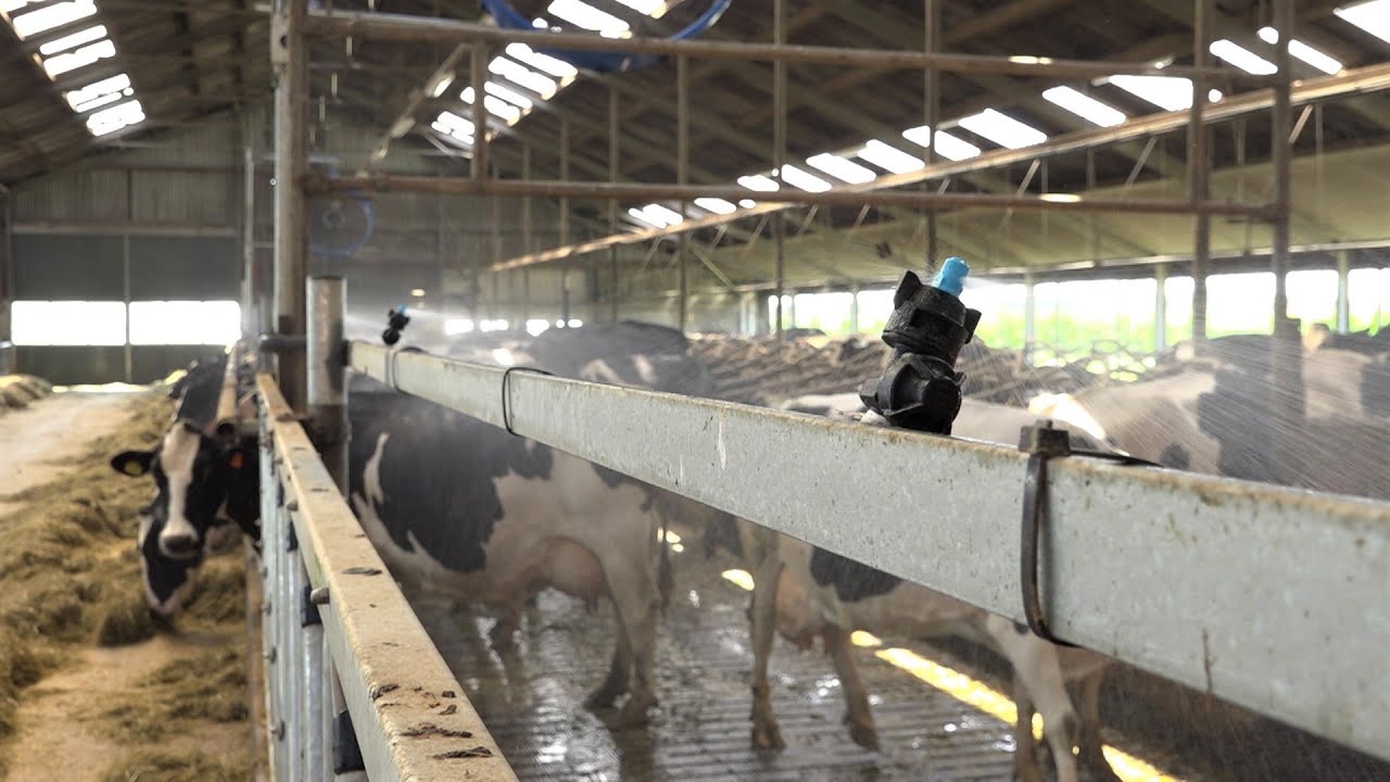 Douche zorgt voor verkoeling in de stal
