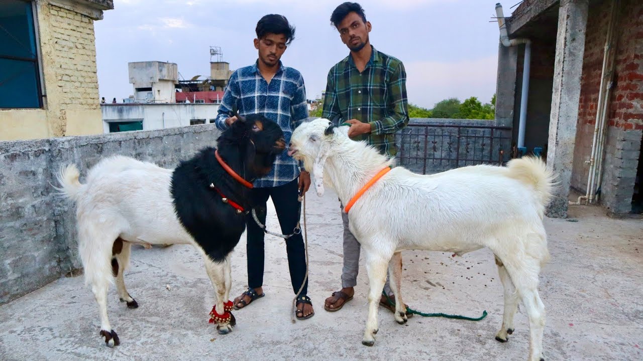 Ghar Ke Pale Hue Andul Bakre At Shahwez Goat's