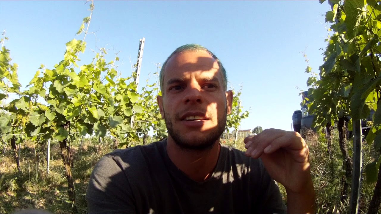 WINZER-VLOG 4: Heften