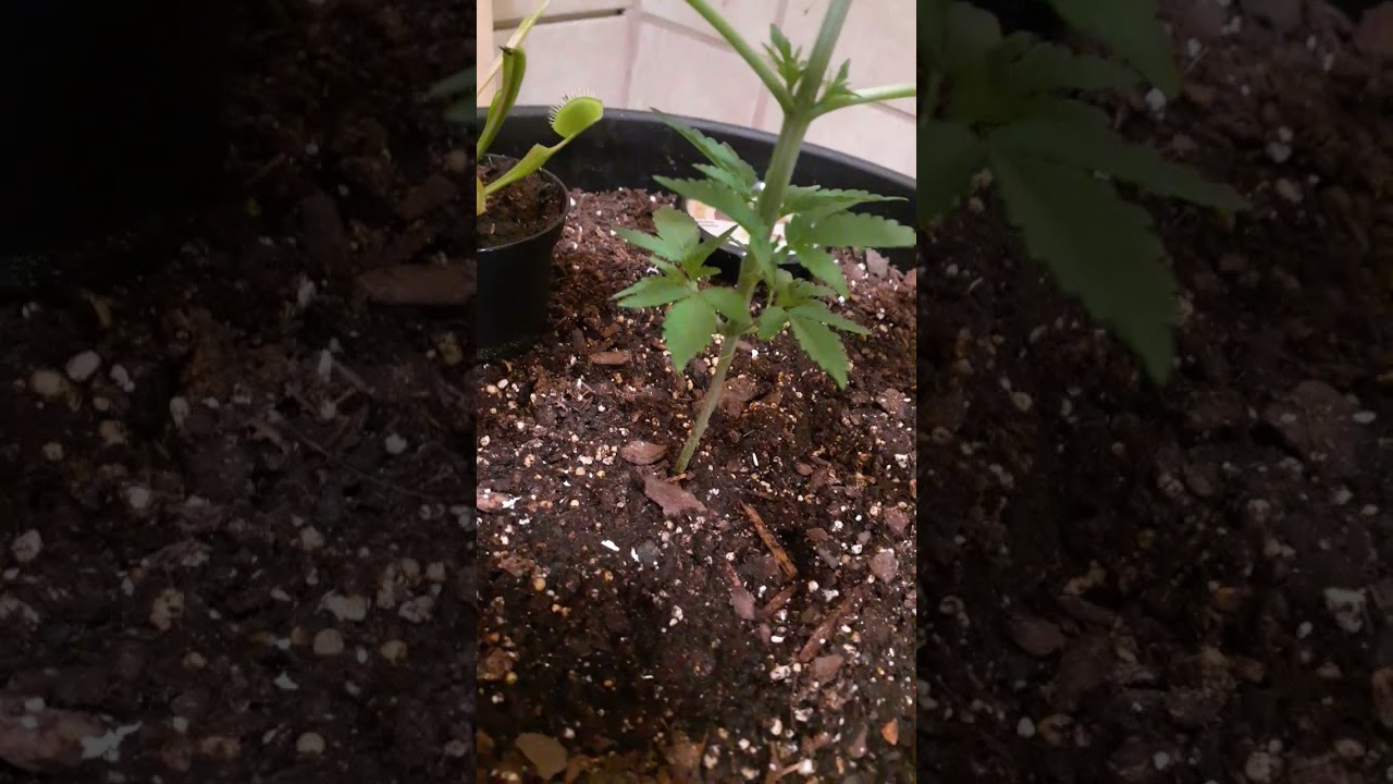 To Trim or Not To Trim? That is the question.