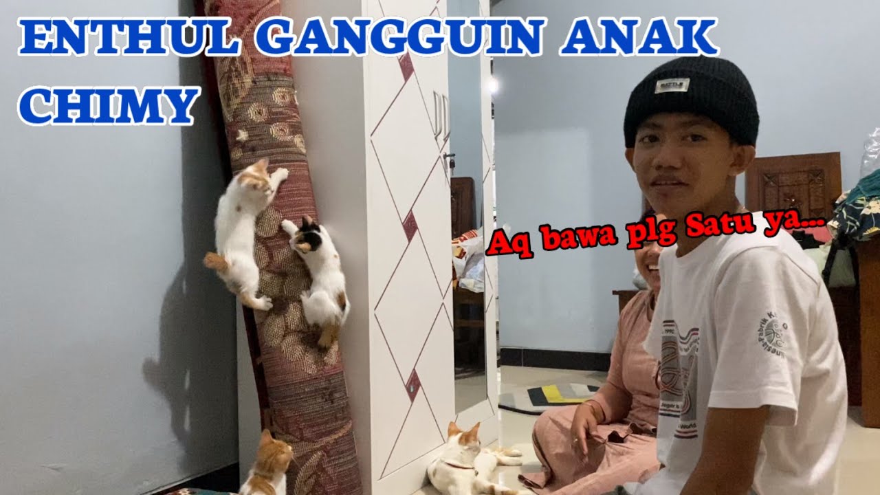 KELAKUAN ENTHUL GANGGUIN ANAK² CHIMY