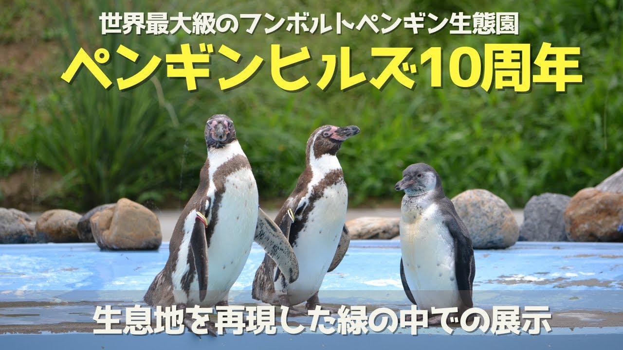 【祝10周年！】フンボルトペンギン生態園ペンギンヒルズの魅力をご紹介【世界最大級】埼玉県こども動物自然公園　公式/SaitamaChildrensZoo official