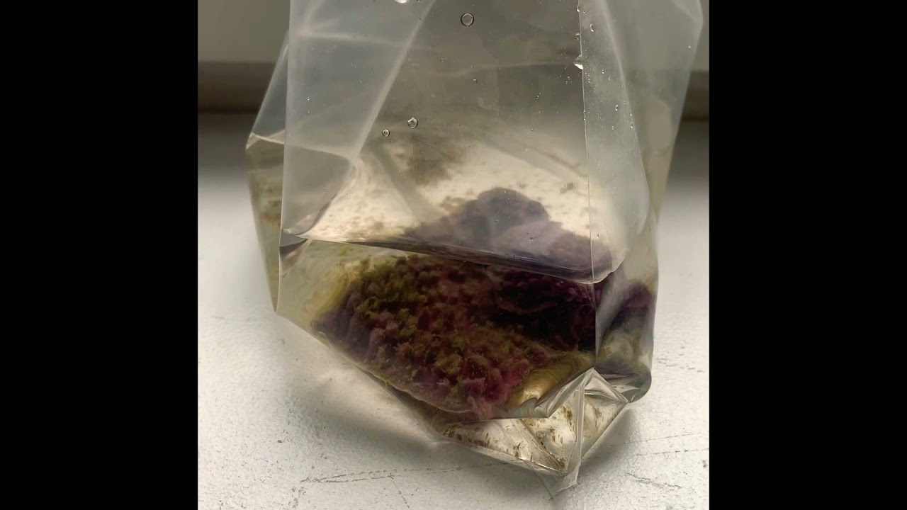 Introduction pachyclavularia pointes vertes ( corail mou ) #coraux #nanorecif