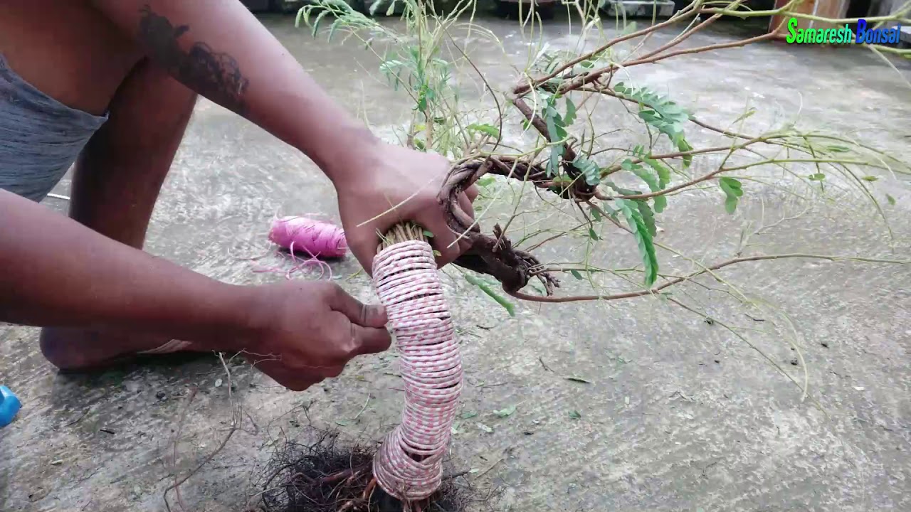 My New Tamarind Bonsai Video 02 part 02 || Samaresh bonsai || 2019