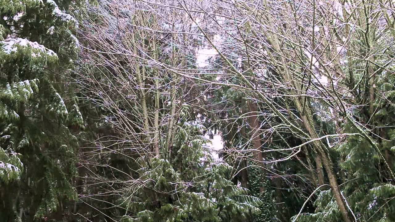Morning Snowfall In The Early Spring