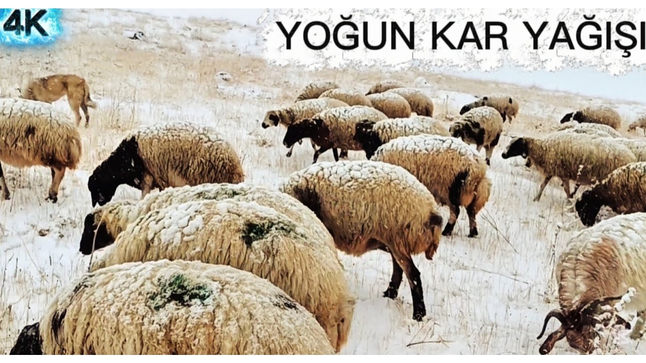 KURTLARA FIRSAT DOĞDU KAR YAĞIYOR!!YOĞUN SİS VE KAR..#wolf#kangal#akkaramankoyunu#keşfetbeniöneçıkar