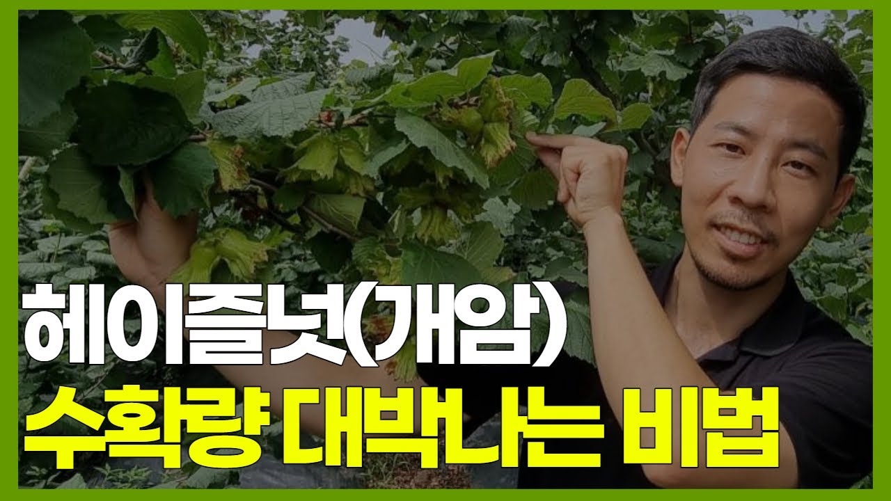 헤이즐넛 특징 및 수확량 대박 나는 비법 ( 세계 3대 슈퍼푸드 )