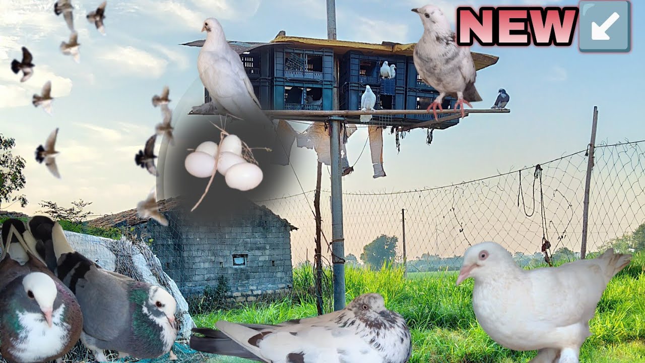 Pigeon setap rivyu #village_life #pigeon #kabootarloft05 #lifestyle #kevin _lifestyle_vlog#kabutarba