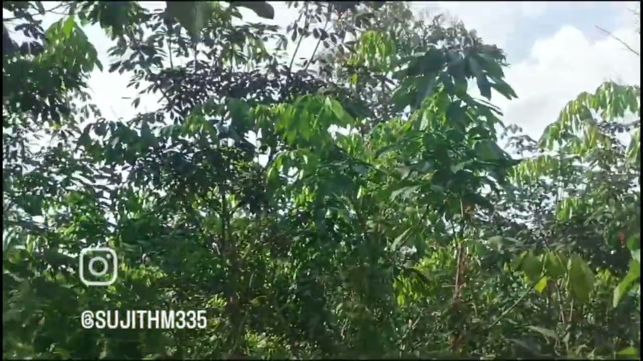 ​നാടിന്റെ പച്ചപ്പും ഈ സുന്ദരമായ കാഴ്ചയും! 🌳✨ #subscribe 