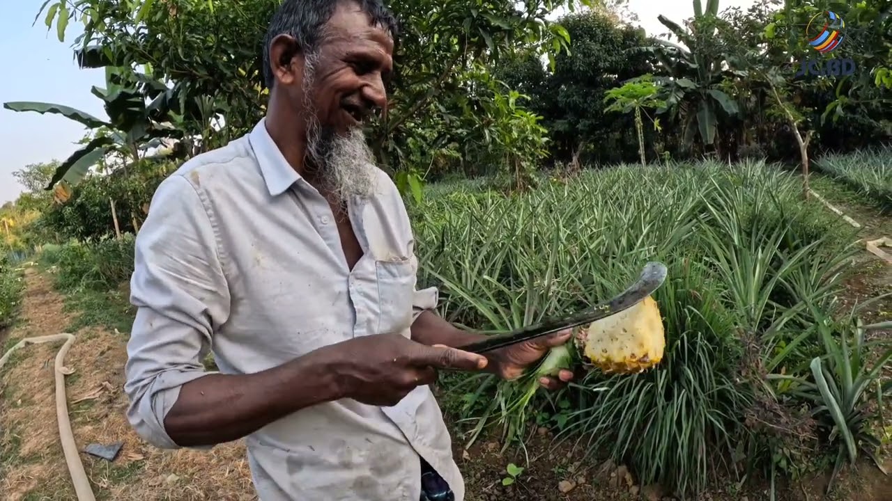 Visiting a pineapple Garden in Modhupur. মধুপুরের আনারস বাগানে #travelblog #viral #banglavlog 