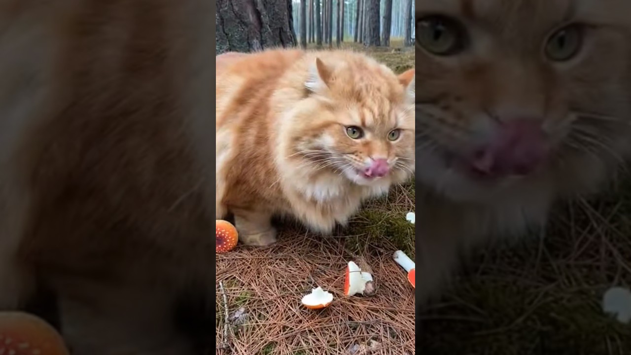 Зря я взяла Жорика в лес… 😩🍄🐱 
