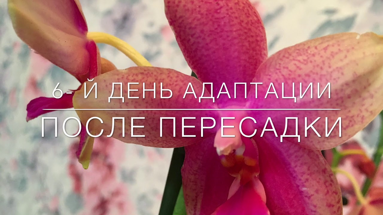 💞 Мои Орхидеи Лиодоро. Что Произошло за 7 Дней?