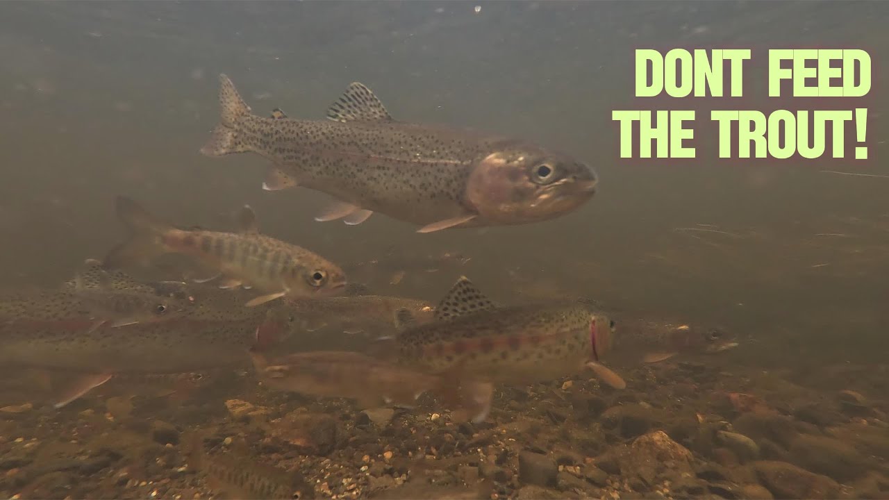 Don't feed the trout