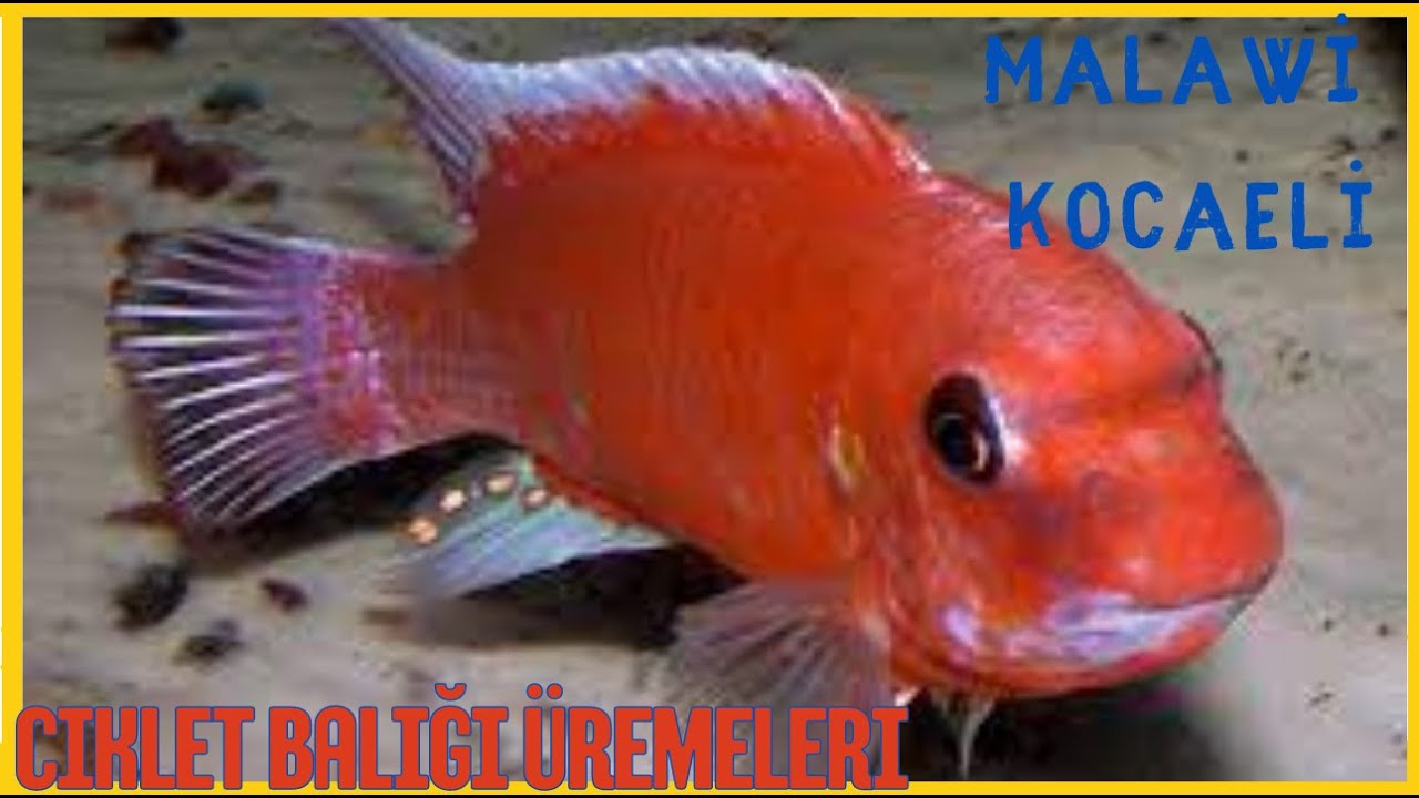 Malawi Ciklet Balıkları Nasıl Ürer? Nasıl Kusturulur? Ve Büyüme Aşamaları