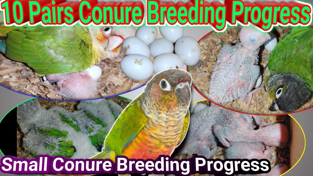 Green chick Conure Breeding Progress | Conures Breeding Progress | Yellow Sided Breeding Progress