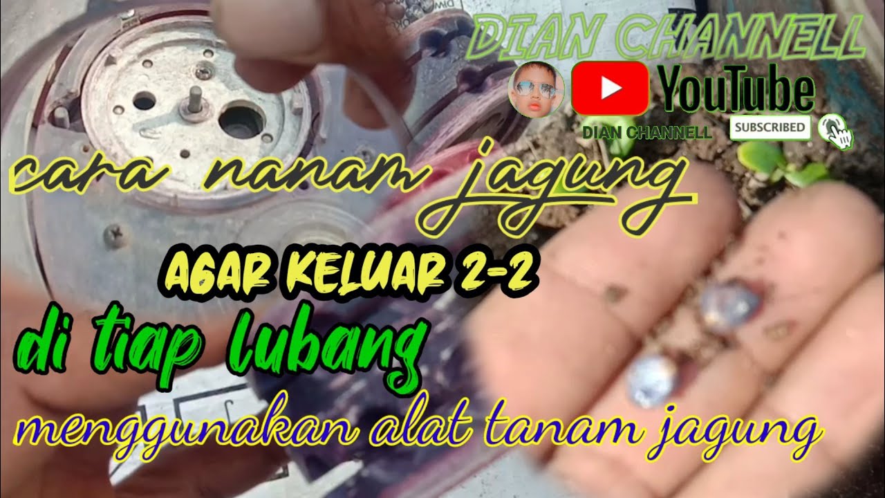 Cara menanam jagung agar benih keluar Dua biji perlubang | alat tanam jagung modern ~ DIAN CHANNELL