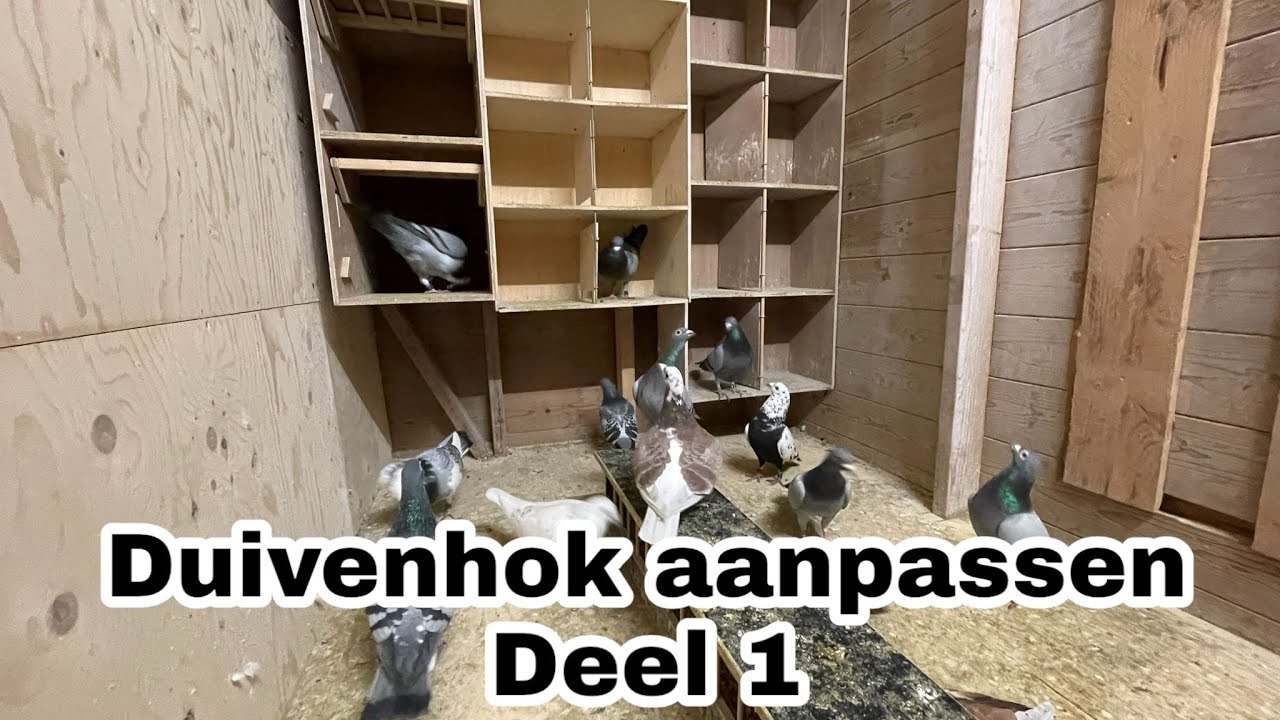 Duivenhok aanpassen deel 1 | Postduiven |