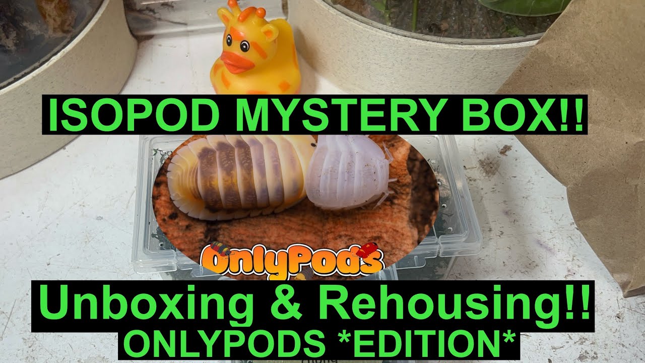 Isopod Mystery Box Unboxing & Rehousing!! OnlyPods *EDITION*!!
