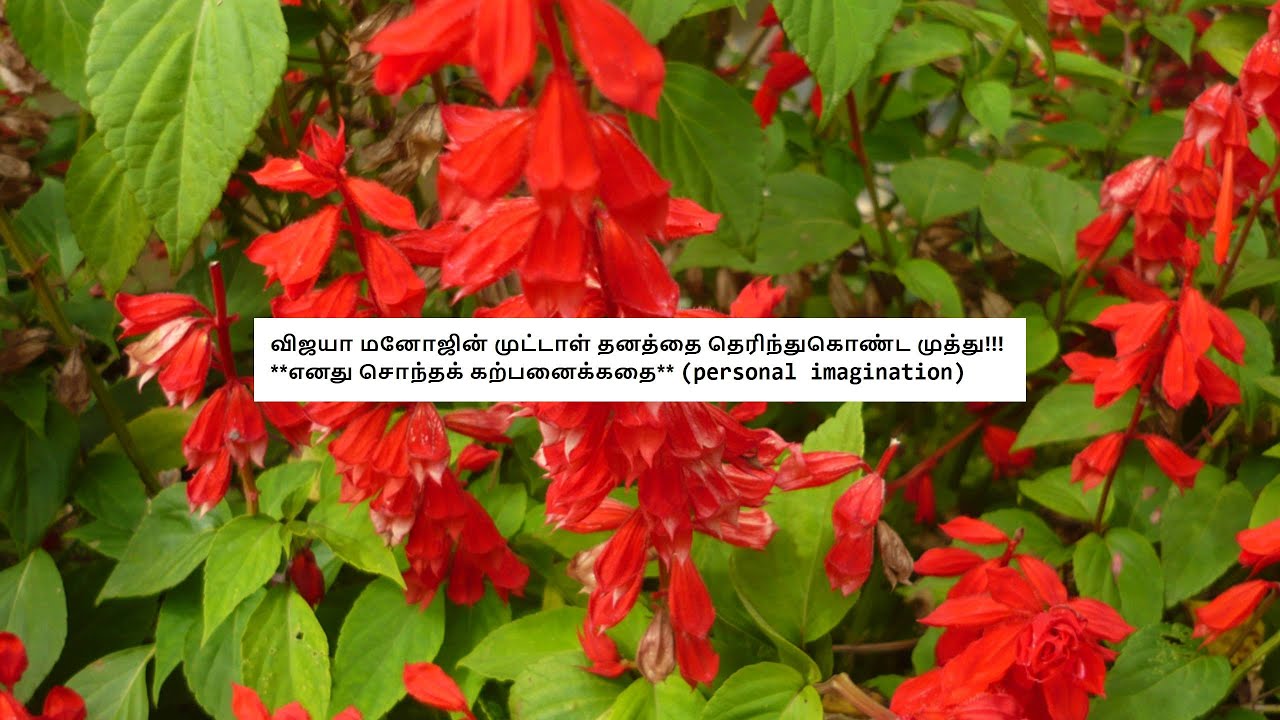 Siragadikka Aasai - Promo 29th January 2026 - Shocking Twist! Promo Review Tamil Vijay TV