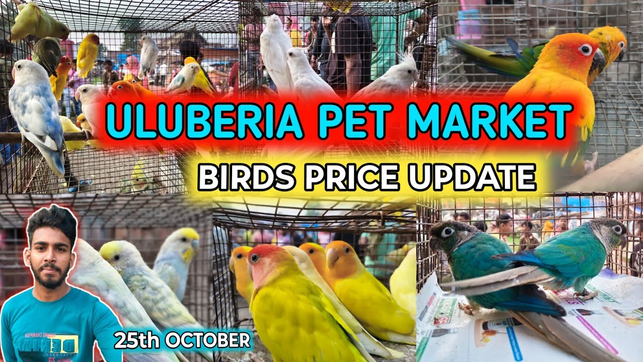 ULUBERIA PET MARKET BIRDS PRICE UPDATE ON 25th OCTOBER #uluberiapetmarket #cheapestprice #birds 