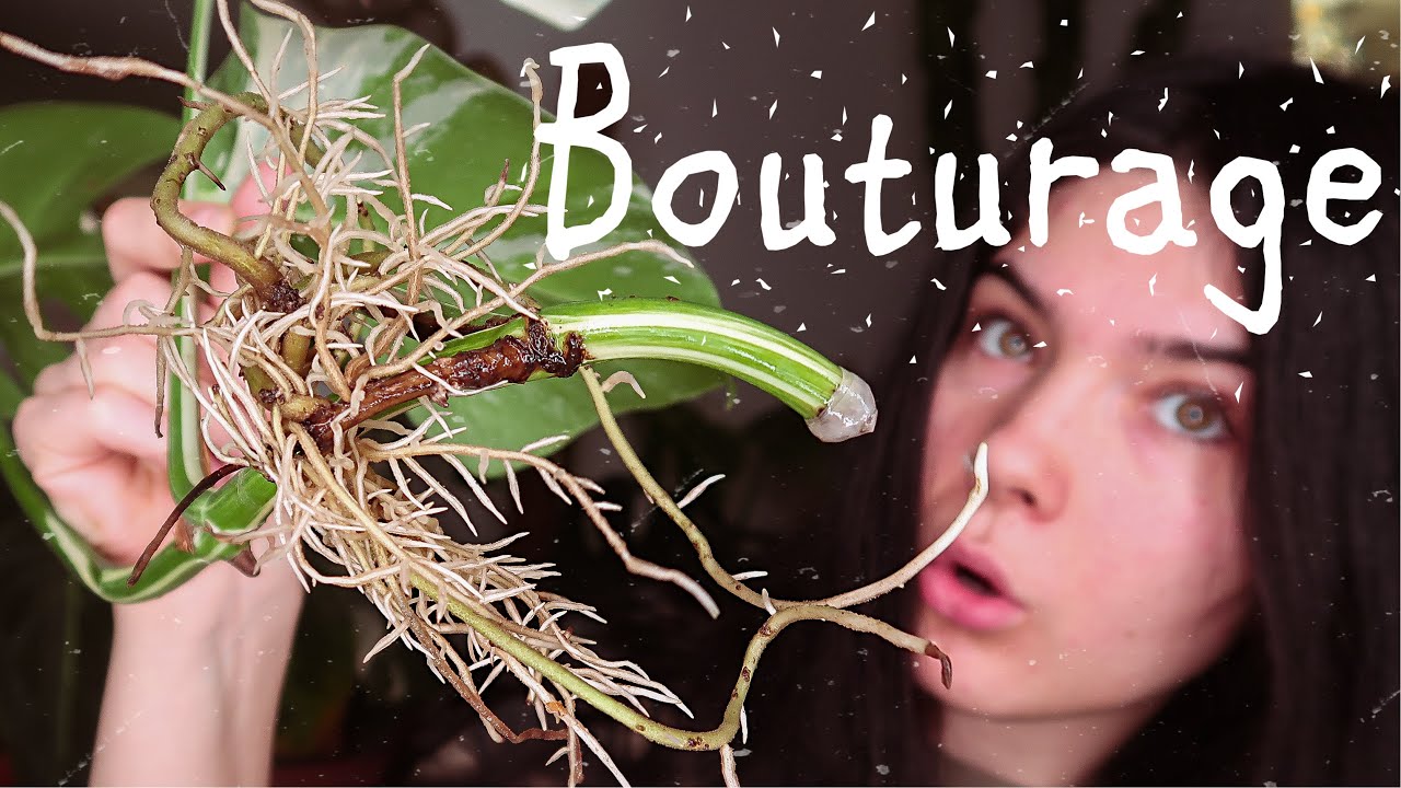 Comment bouturer une Monstera Variegata - Propagate a variegated monstera