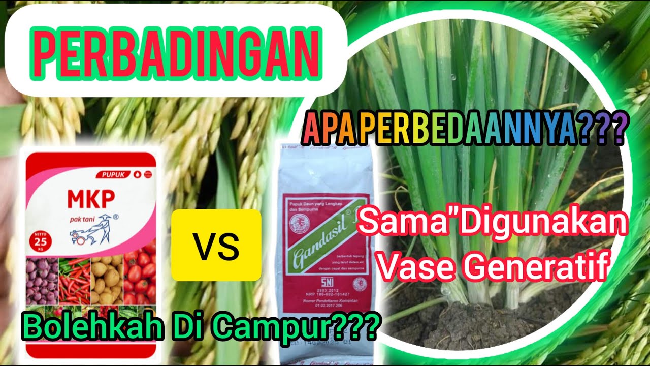 Perbedaan Pupuk MKP Dan Gandasil B,Apakah Boleh Di Campur? Apa Persamaan dan Perbedaannya?