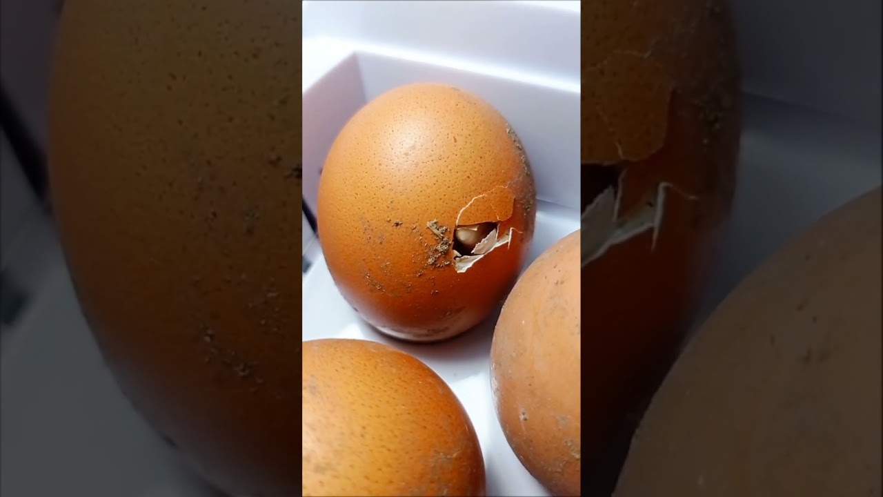 Incubaci&oacute;n de huevos de gallina.