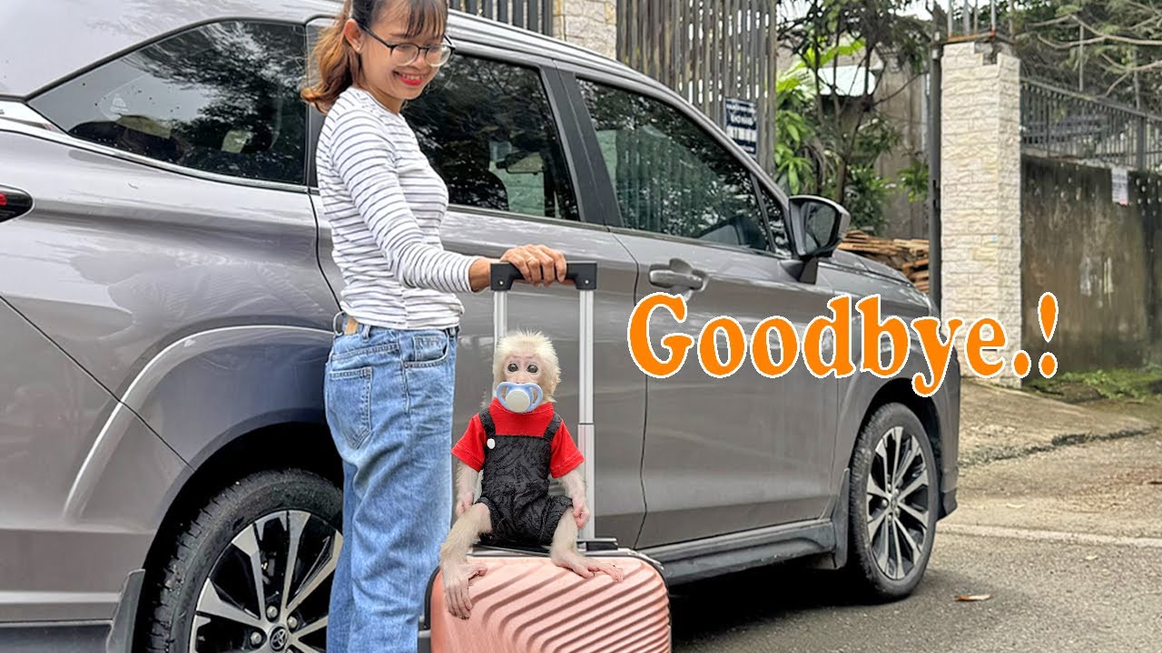 Picnic with Baby Monkey Lucky: A Dramatic Journey P1