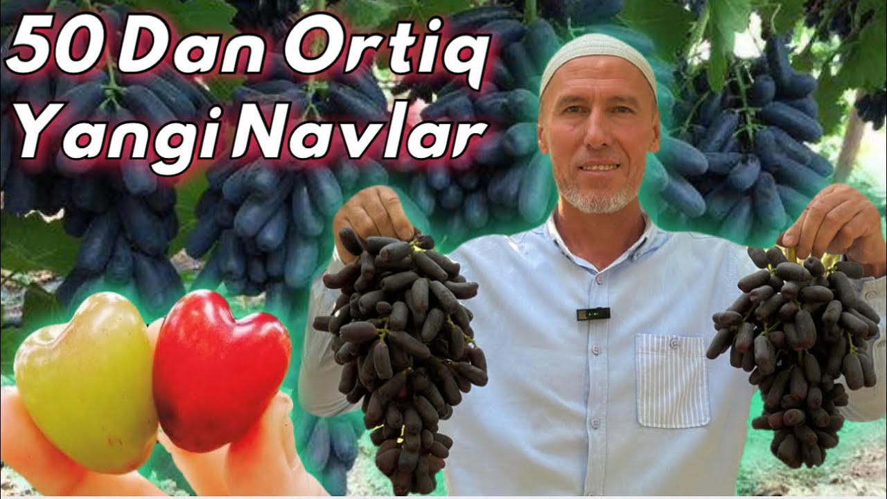 Oltiariq Abduvohid Hojining Uzum Bogʻida 50 hildan ortiq yangi Uzum navlari va Kober payvandtaglar.
