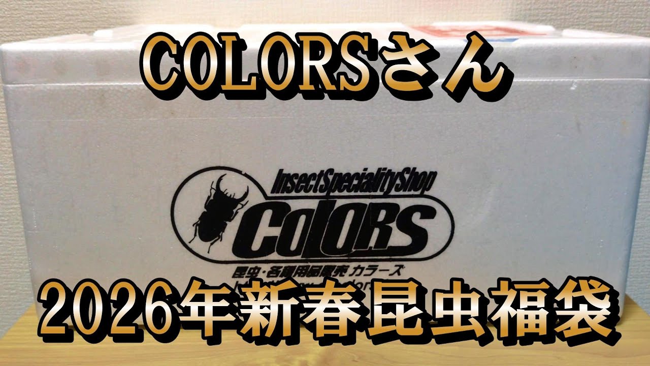 【最高！！】COLORSさんの2026年新春昆虫福袋を開封したら中身が激熱だった！！【カブトムシ・クワガタ】