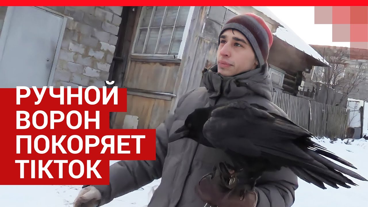 Пермь: ручной ворон Гоша выполняет команды