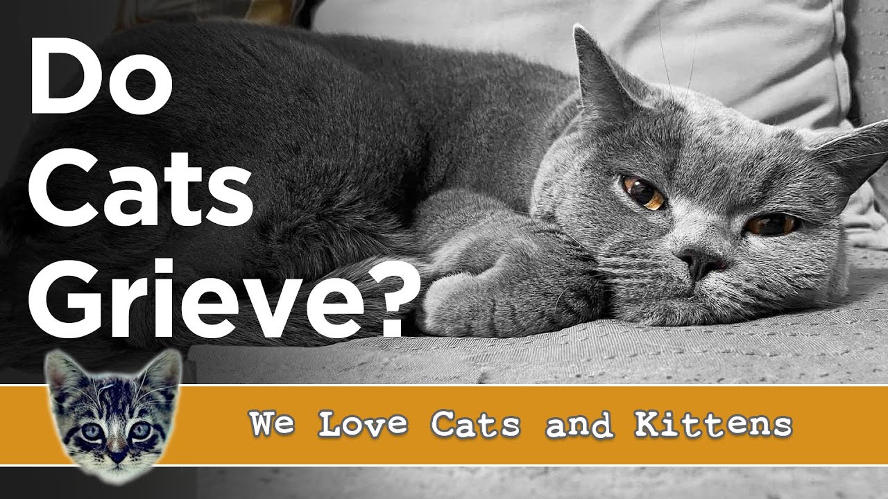 How To Know If Your Cat Is Grieving &mdash; Real Signs Of Cat Loss & What To Do