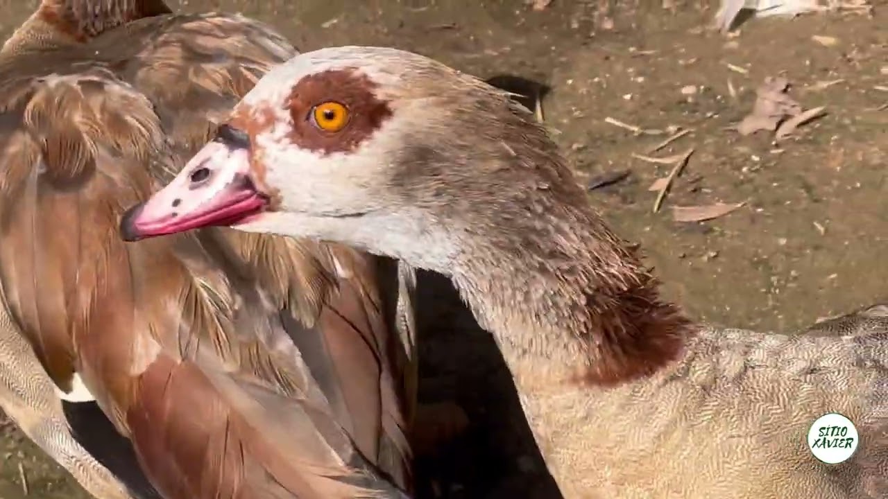 MINHA CRIAÇÃO DE AVES AQUÁTICAS I Sítio Xavier