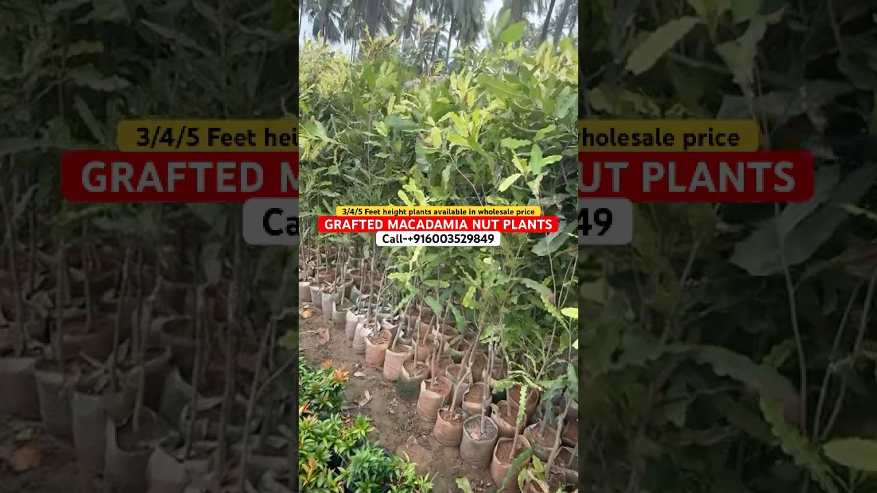 Grafted Macadamia nut plants || 816 VARIETY 