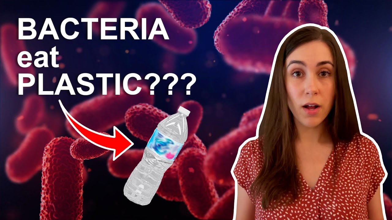plastic-eating machine: the bacteria that eat PET