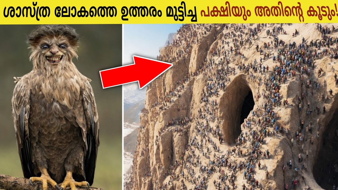 ശാസ്ത്രലോകത്തെ അമ്പരപ്പിച്ച പ്രകൃതിയിലെ എഞ്ചിനീയർസ്! Top Unbelievable Nests On Earth! Story Lokam 