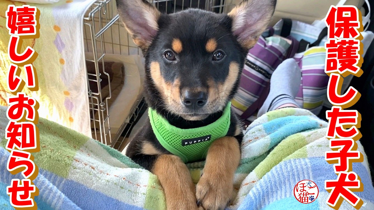 【保護犬　子犬】保護した子犬嬉しいお知らせ＋おまけコーナー